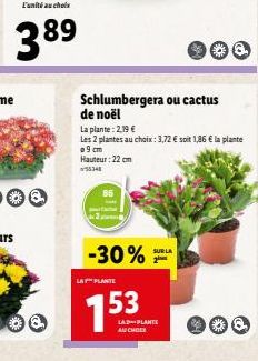 L'unité au choix  389  Schlumbergera ou cactus de noël  La plante: 2,19 €  Les 2 plantes au choix: 3,72 € soit 1,86 € la plante a 9 cm Hauteur: 22 cm  55348  -30%  LA PLANTE  153  SUR LA  LA-PLANTE AU