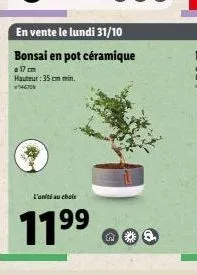 l'ant au choix  11⁹9⁹  99  en vente le lundi 31/10  bonsai en pot céramique  o 17 cm hauteur: 35 cm min. 46708 