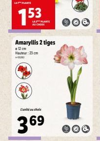 LA PLANTE  LA PLANTE AU CHOIX  Amaryllis 2 tiges  12 cm Hauteur: 23 cm  55382  L'unité au choix  369  900 