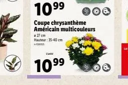 10⁹⁹  coupe chrysanthème américain multicouleurs  a 27 cm hauteur: 35-40 cm 458355  109⁹⁹9⁹ 