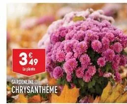 349  la plante  gardenline  chrysantheme 