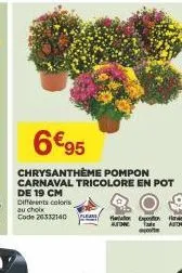 6€95  chrysanthème pompon carnaval tricolore en pot de 19 cm différents colors au choix code20332140  atatior po  authe ta pote 
