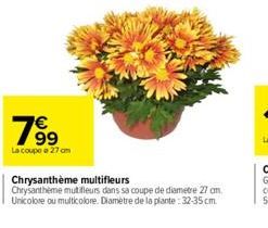 799  €  La coupe e 27 cm  Chrysanthème multifleurs Chrysantheme mutifleurs dans sa coupe de diametre 27 cm. Unicolore ou multicolore. Diamètre de la plante:32-35 cm. 