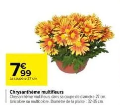 799  €  la coupe e 27 cm  chrysanthème multifleurs chrysantheme mutifleurs dans sa coupe de diametre 27 cm. unicolore ou multicolore. diamètre de la plante:32-35 cm. 