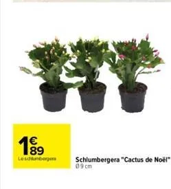 le schlumberge  schlumbergera "cactus de noël"  09 cm 