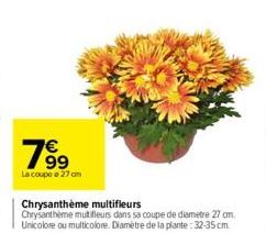 799  €  La coupe e 27 cm  Chrysanthème multifleurs Chrysantheme mutifleurs dans sa coupe de diametre 27 cm. Unicolore ou multicolore. Diamètre de la plante:32-35 cm. 