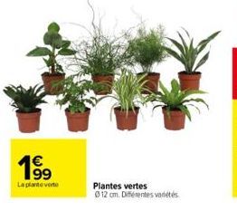 plantes 