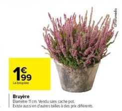 €  1⁹9  Labruye  Bruyère  Diametre 11 cm Vendu sans cache pot Existe aussi en d'autres tailles à des prix différents. 