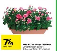 63  La jardinere  Jardinière de chrysanthèmes Chrysantheme en jardinière de longueur 40cm Différents colors. 
