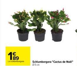 1⁹9  Leschlumbergera  Schlumbergera "Cactus de Noël"  09 cm 