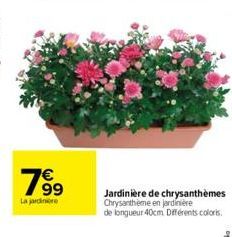 63  La jardinere  Jardinière de chrysanthèmes Chrysantheme en jardinière de longueur 40cm Différents colors. 