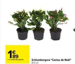1⁹9  leschlumbergera  schlumbergera "cactus de noël"  09 cm 