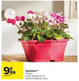 cyclamen 