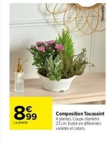 899  la plante  composition  4 plantes. coupe diamètre 23 cm. existe en différentes variétés et coloris. 