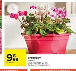 cyclamen 