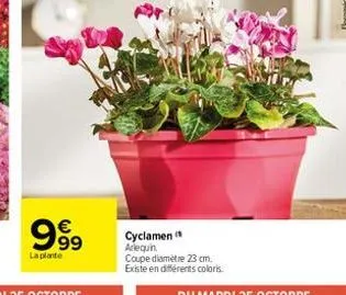 cyclamen 