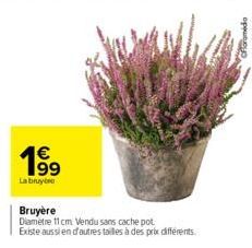 €  1⁹9  Labruye  Bruyère  Diametre 11 cm Vendu sans cache pot Existe aussi en d'autres tailles à des prix différents. 