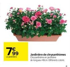 63  La jardinere  Jardinière de chrysanthèmes Chrysantheme en jardinière de longueur 40cm Différents colors. 