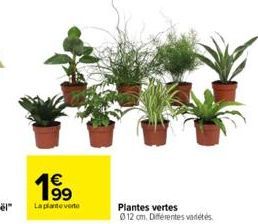 plantes 