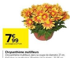 799  €  La coupe e 27 cm  Chrysanthème multifleurs Chrysantheme mutifleurs dans sa coupe de diametre 27 cm. Unicolore ou multicolore. Diamètre de la plante:32-35 cm. 