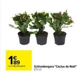 le schlumberge  schlumbergera "cactus de noël"  09 cm 