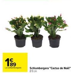 1⁹9  Leschlumbergera  Schlumbergera "Cactus de Noël"  09 cm 