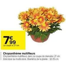 799  €  la coupe e 27 cm  chrysanthème multifleurs chrysantheme mutifleurs dans sa coupe de diametre 27 cm. unicolore ou multicolore. diamètre de la plante:32-35 cm. 