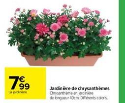 63  La jardinere  Jardinière de chrysanthèmes Chrysantheme en jardinière de longueur 40cm Différents colors. 