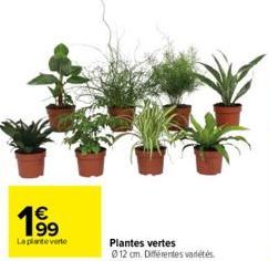 plantes 