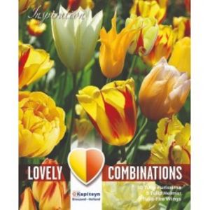 Assortiment Tulipes « Sunny Delight » offre à 5€ sur Magellan