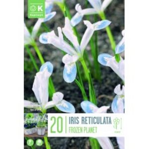 Iris Reticulata Frozen Planet offre à 3,7€ sur Magellan