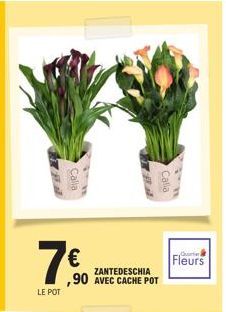 7€0  LE POT  ZANTEDESCHIA  ,90 AVEC CACHE POT  Calla  "..  Fleurs 