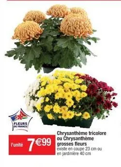 fleurs/ france  r'unité 7€99  chrysanthème tricolore ou chrysanthème grosses fleurs  existe en coupe 23 cm ou en jardinière 40 cm  