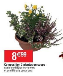 plantes 