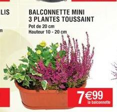 BALCONNETTE MINI 3 PLANTES TOUSSAINT  Pot de 20 cm Hauteur 10-20 cm  7 €99  la balconnette 