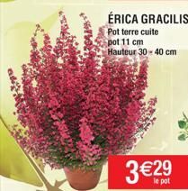ÉRICA GRACILIS  Pot terre cuite pot 11 cm Hauteur 30-40 cm 