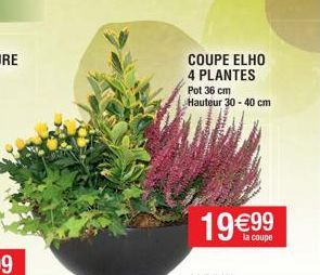 COUPE ELHO  4 PLANTES Pot 36 cm Hauteur 30-40 cm  la coupe 