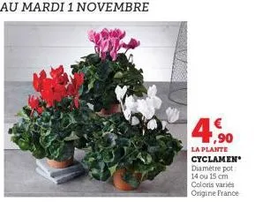 1,90  la plante cyclamen diamètre pot 14 ou 15 cm coloris variés origine france 