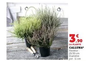 3,90  la plante calluna 