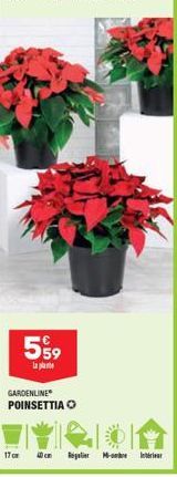 559  la plat  GARDENLINE POINSETTIA  17cm 40cm  Regler M  Interieur 