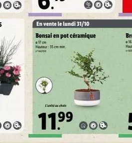 g  l'ant au choix  11.⁹9⁹  99  en vente le lundi 31/10  bonsai en pot céramique  o 17 cm hauteur: 35 cm min. 46708  300 