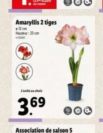 amaryllis 2 tiges  12 cm hauteur: 23 cm 55382  l'unité au choix  3.69  g 