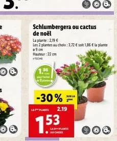 schlumbergera ou cactus de noël  la plante: 2,19 €  les 2 plantes au choix: 3,72 € soit 1,86 € la plante o 9 cm hauteur: 22 cm  55348  -30% 2.19  la plante  sur la  la plants 