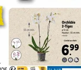 le tri  55 cm min.  orchidée 2-tiges  12 cm hauteur:55 cm min  62737  l'unité au chole  6.9⁹9⁹ 