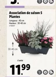 30-40 cm  association de saison 5 plantes  longueur: 40 cm hauteur: 30-40 cm  l'alti  11.9⁹9⁹  400 