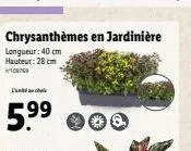 chrysanthèmes en jardinière longueur: 40 cm hauteur: 28 cm  106769  00 