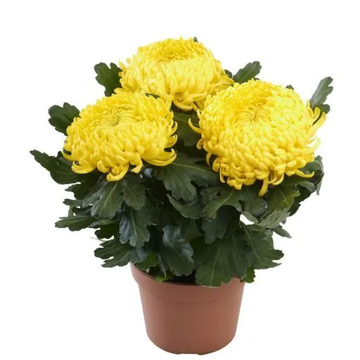 chrysanthème grosses têtes