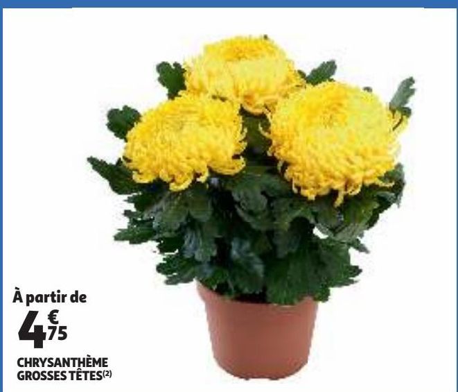 CHRYSANTHÈME GROSSES TÊTES