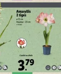 amaryllis 2 tiges  o 12 cm hauteur: 23cm  55283  l'unité au chole  3.7⁹  79  n 