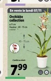 all cm  hauteur: 40-75 cm  40-75 cm  en vente le lundi 07/11  orchidée collection  w 